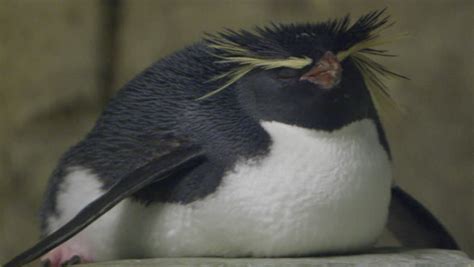 Macaroni Penguin in Natural Habitat Stock Footage Video (100% Royalty-free) 14854741 | Shutterstock