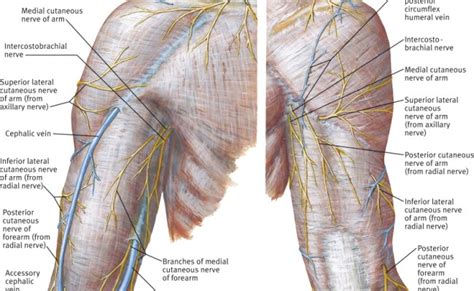 Veins And Cutaneous Nerves In The Antecubital Fossa Median Cubital ...