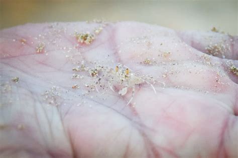 Small Crab On The Human Hand Stock Image Image Of Nature Sunlight