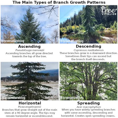 How To Identify Types Of Fir Trees At Shelley Fryman Blog