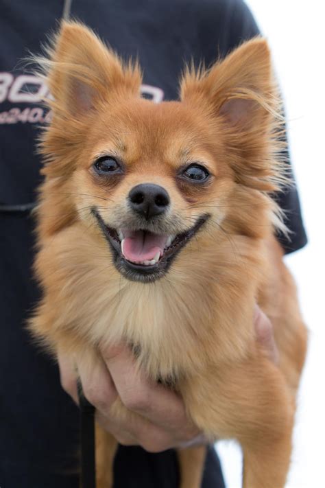 Pomeranian Chihuahua Anna Sampsons New Doggie
