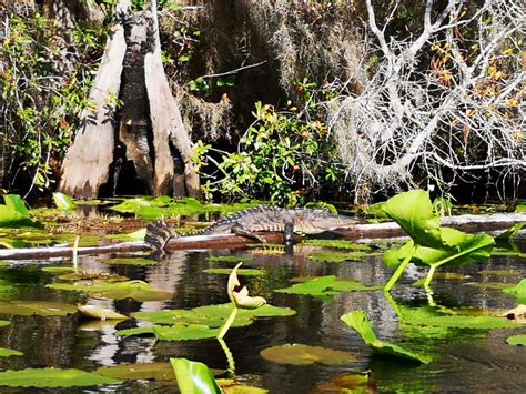 Okefenokee National Wildlife Refuge Georgia Leisure Travel Vans