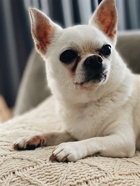 Bobby Trauer Um Hunde Verstehen Und Bew Ltigen Lebewohl Fellnase