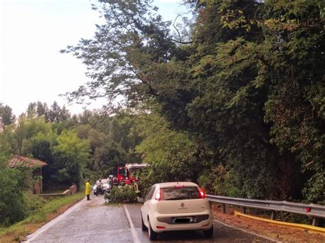 Maltempo A Siena Cade Un Albero In Viale Vittorio Veneto Il Video