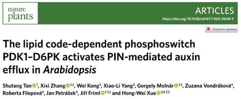 Nature Plants 薛红卫课题组与合作者揭示生长素极性运输调控的新机制 新闻动态 上海交通大学单细胞生物学联合研究中心