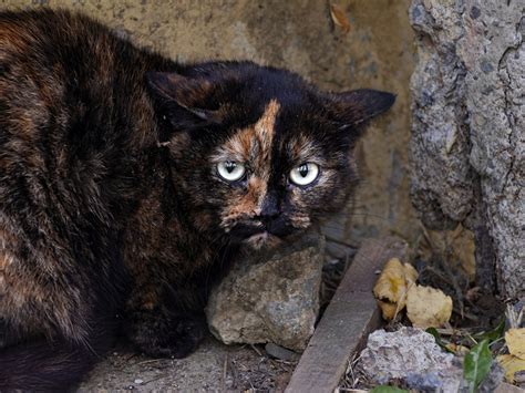 Котопотрет | Пикабу