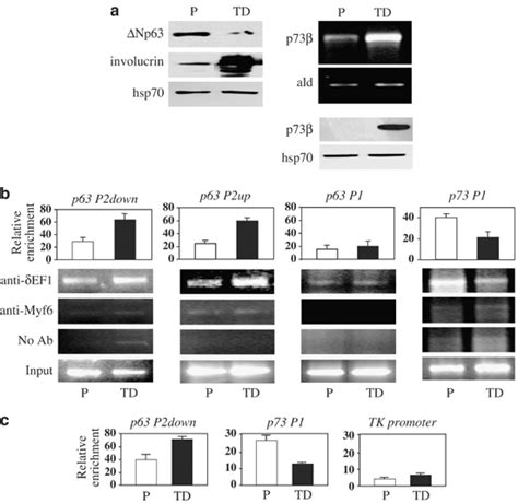 Ef1 Transcriptionally Regulates The Expression Of Dnp63 And P73 During