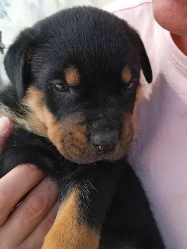 Lindos Filhotes De Cães Da Raça Rottweiler Pedigree à venda em São