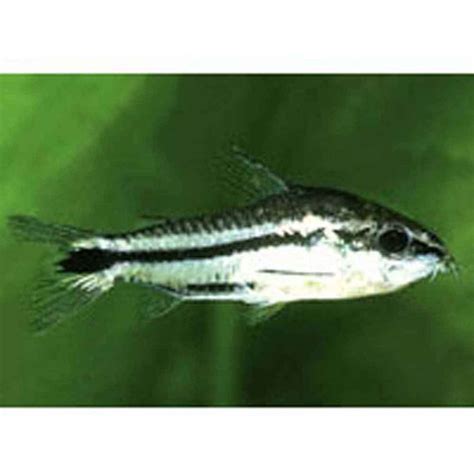 Pygmy Cory - Corydoras pygmaeus | ThatPetPlace.com