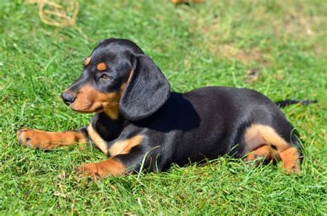 Short Haired Dapple Dachshund