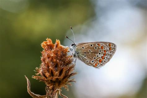 Foto Seletiva De Uma Borboleta Azul Comum Numa Planta Marrom Seca