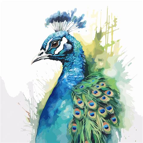 Premium Vector Watercolor Peacock Illustration On White