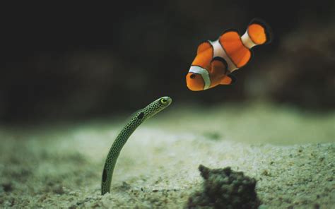 Clown Fish Wallpapers Pixelstalknet