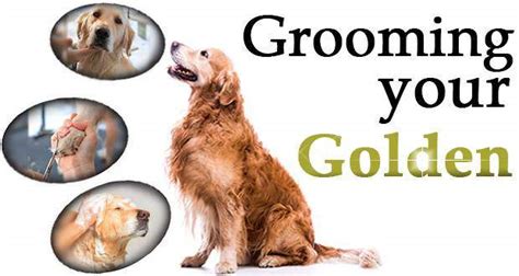 Golden Retriever Grooming - What Tasks Need Doing?