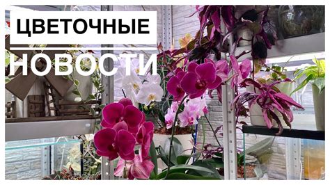 Обзор комнатных растений | цветочные новости | 13.08.2023г. - YouTube