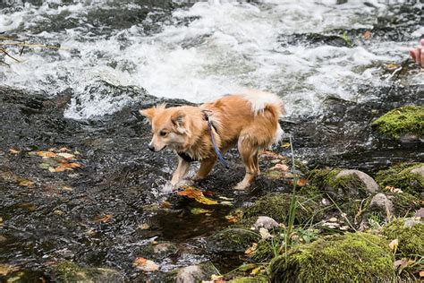 Icelandic Sheepdog | Dog-Breeds.com