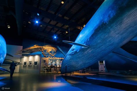 Whale Watching Tour And Whales Of Iceland Museum In Reykjavik Klook États Unis