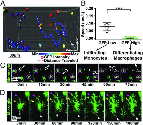 TAM Migration Analysis In Time Lapse Images A Cell Tracking Using