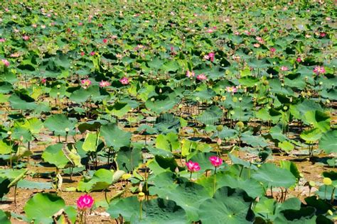 Lotus Flower Field On Water In Asia Stock Image Image Of Lotus Pond