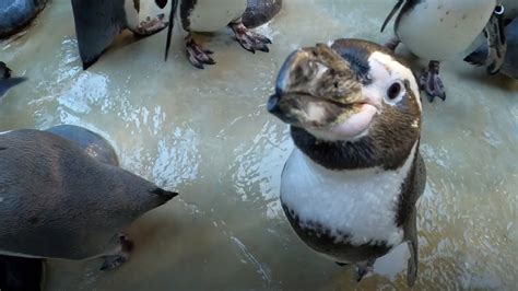 Close Up With Playful Penguins During Snack Time Youtube