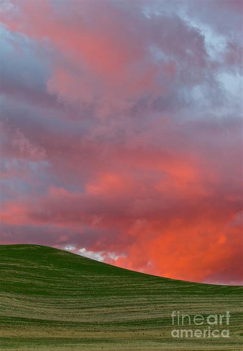 Wheat Field At Sunset Palouse Hills Photograph by Yva Momatiuk and John ...