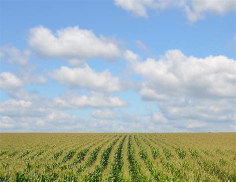 Midwest Nebraska Corn Field Richard Hurd Flickr