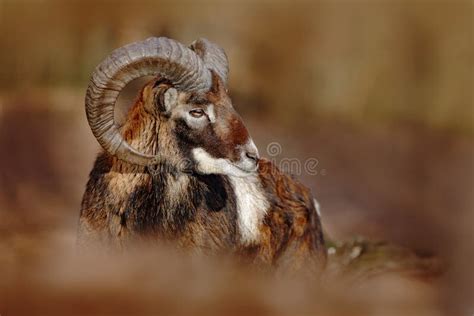 Mouflon Ovis Orientalis Forest Horned Animal In The Nature Habitat