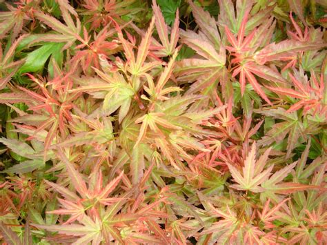 Acer Palmatum Wilson S Pink Dwarf Japanese Maple Large Circa Cm