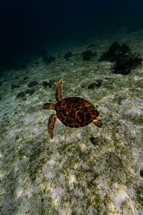 Turtle swimming underwater · Free Stock Photo