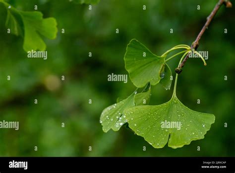 Ginkgo Biloba Leaves Water Drops Fruit Stock Photo Alamy