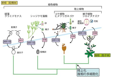 【第10回】陸上化した植物たちがたどった道