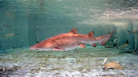 World First: Ripley’s Aquariums Research Efforts Birth Sand Tiger Shark - Ripley Entertainment Inc