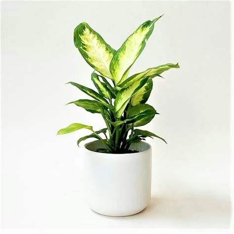 Dieffenbachia Camille Dumb Cane 180mm The Jungle Collective