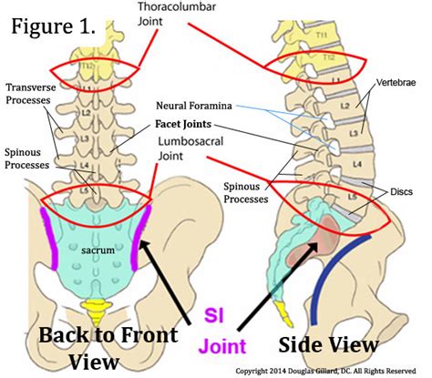 Learn all about lumbar spine anatomy from a world-renowned Spine Expert ...