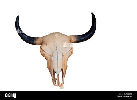 Anatomy cow skeleton hi-res stock photography and images - Alamy