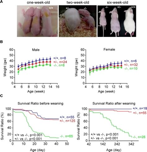 Characterization Of The Transgenic Mutant Mouse Line A Open I