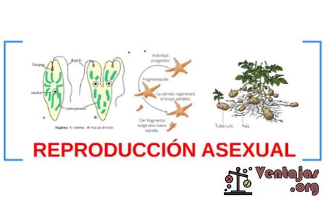 Ventajas Y Desventajas De La Reproducci N Asexual