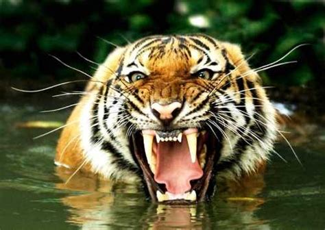 10 Interesting Tiger Facts My Interesting Facts