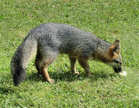 Fox eating hard boiled egg in our backyard | Fox eat, Grey fox, Fox