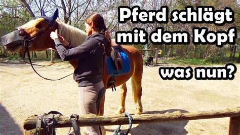 Pferd Schl Gt Mit Dem Kopf Youtube