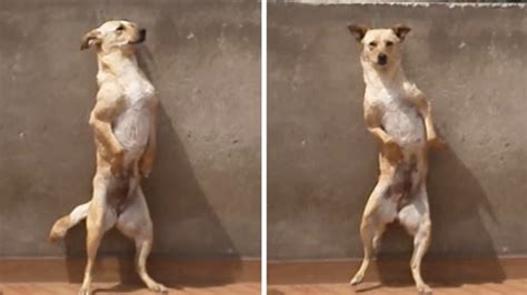 Ce chien est un pro de la danse Son talent va vous épater