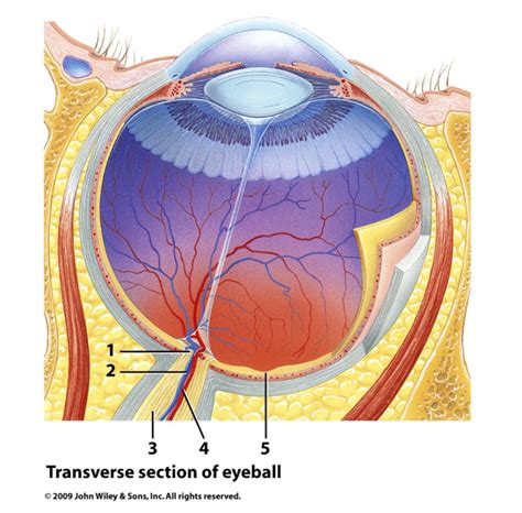 Transverse Section Of The Eyeball Diagram Quizlet