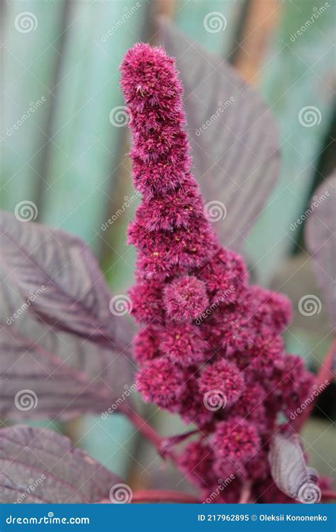 Inflorescence Of Crimson Amaranth Plant Close Up Amaranthus Cruentus