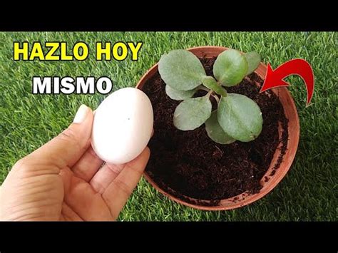 Entierra un huevo crudo en tus plantas y observa lo que ocurre después