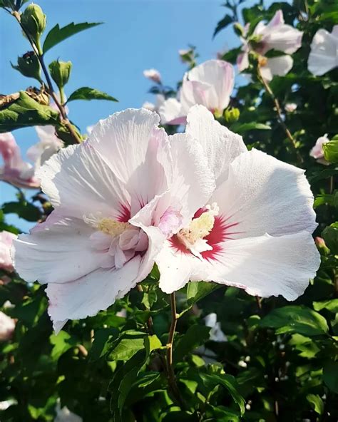 Eibisch Im Garten Pflanzen Und Pflegen So Gedeiht Er Pr Chtig Und