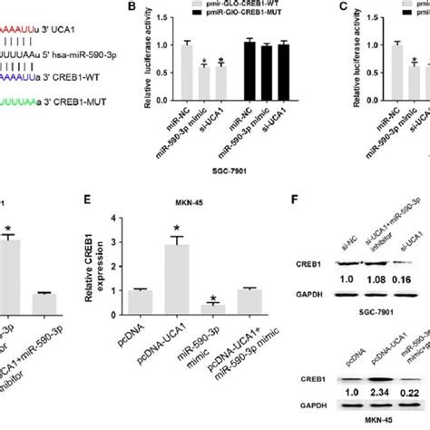 Uca1 Promoted Cell Proliferation And Cell Invasion Of Gc A B Uca1