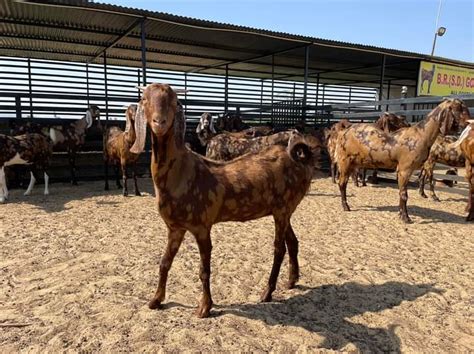 Sirohi Female Goat Color Brown At Rs 12 000 Piece In Ajmer ID