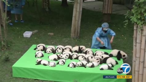 23 adorable baby pandas make public debut in China - ABC30 Fresno