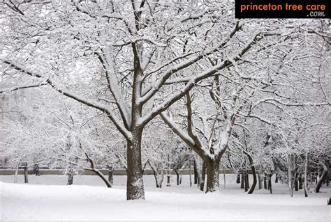 How Do Trees Survive Winter Princeton Tree Care