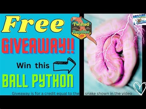 Free Giveaway Win This Ball Python Youtube